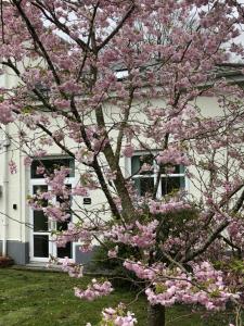 a tree with pink flowers in front of a house at The Annexe, Tregoose House in Newquay