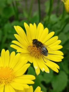 une abeille assise sur une fleur jaune dans l'établissement Friesenbude Deluxe, à Jever