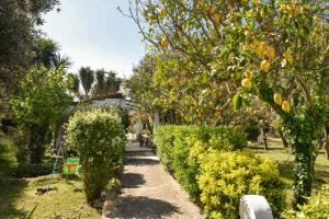 a path in a garden with trees and oranges at Le Querce in Procida +37 photos