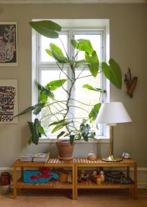 une plante assise sur une table devant une fenêtre dans l'établissement Liebacksgården, à Skegrie