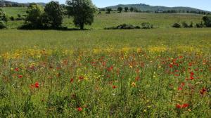 卡帕爾比奧的住宿－Agriturismo cavallin del papa，田野中的罂粟和花