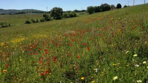 um campo de papoilas e flores num campo em Agriturismo cavallin del papa em Capalbio