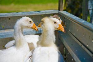 Zvieratá na farme alebo blízkom okolí
