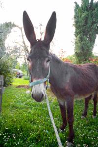 Zvieratá na farme alebo blízkom okolí