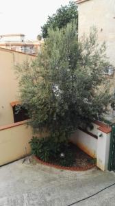 un arbre assis à l'angle d'un bâtiment dans l'établissement A casa di Nonna Giò, à Palerme