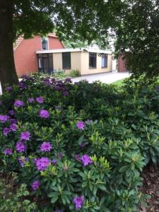 a bush with purple flowers in front of a building at Speldehof in Kraggenburg