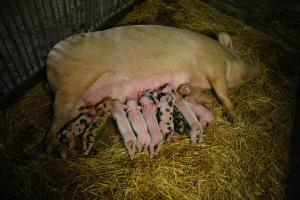 Zvieratá na farme alebo blízkom okolí
