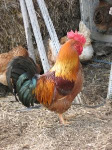 Zvieratá na farme alebo blízkom okolí