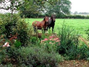 dos caballos parados uno al lado del otro en un campo en B&B Aux Gaietés de la Sabotière, en Seloignes