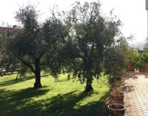 two trees in a grassy yard with plants at La casa degli ulivi in Lierna