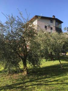 an apple tree in front of a building at La casa degli ulivi in Lierna