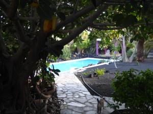 dos gatos sentados en una hamaca junto a una piscina en El Inti 2, en Tinajo