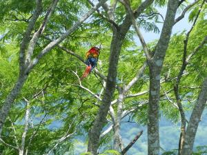 a colorful bird perched on top of a tree at Cabinas Maritza in Quebrada Ganado +28 photos