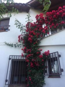 Casa Rural - Al Alba في Lanzahita: حفنة من الزهور الحمراء على جانب النافذة
