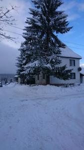 pokryte śniegiem drzewo przed domem w obiekcie Haus Hasenmüller w mieście Schmiedefeld am Rennsteig