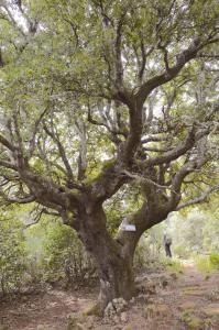 un árbol grande con una persona de pie bajo él en Su Marmuri, en Ulassai