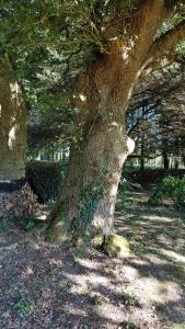 Zahrada ubytování le jardin des chênes