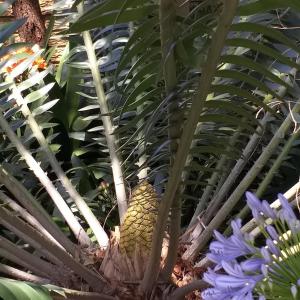 Gallery image of Cycas Guest House in Malelane +47 photos