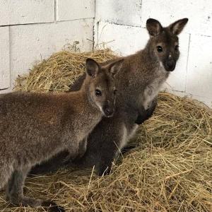Gallery image of Naszály Kapuja vendégház in Kosd