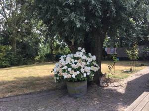 Billede fra billedgalleriet på Royale bovenwoning i Vlake