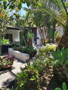 un jardin en face d'une maison ornée de plantes dans l'établissement Aquilone Residence, à Stromboli