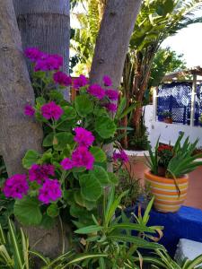 a bunch of purple flowers in front of a tree at Aquilone Residence in Stromboli