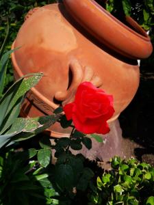 a red rose in front of a vase with a flower at Aquilone Residence in Stromboli