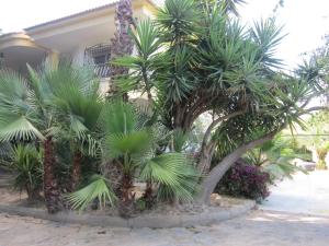 A garden outside Por la zona de Cabo de Gata
