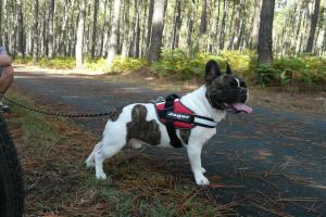 a black and white dog on a leash on a road at Blue Ocean in Moliets-et-Maa