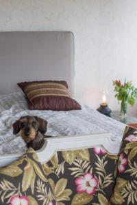 um pequeno cão deitado numa cama em Sörtorpets gårdshus em Älvkarleby