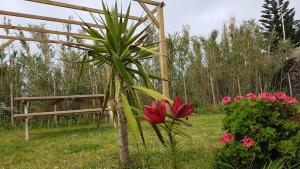 a plant in the grass next to a wooden structure at Our relaxing holiday home in Mosteiros