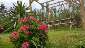 a garden with pink flowers and a wooden bench at Our relaxing holiday home in Mosteiros
