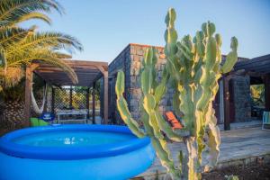 un cactus in una pentola blu accanto a una piscina di casa delle palme a Ustica