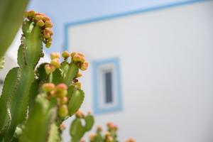 a green cactus with a building in the background at Akti Dimis Hotel in Tigaki