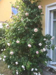 un montón de rosas rosas creciendo en un lado de un edificio en Meeresbrise, en Graal-Müritz
