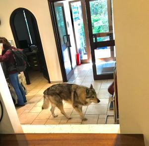 Ein Wolf geht durch eine Tür in ein Haus in der Unterkunft Hotel Chris in Athen