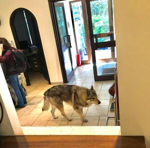 a wolf walking through a door into a house at Hotel Chris in Athens