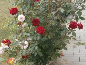 Gallery image of Apartmán GARDEN in Lednice