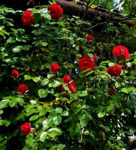 a group of red roses in a bush at Arthouse Apartment in Bad Vilbel