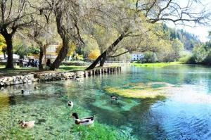 um grupo de patos a nadar num rio em Olimpus em Sora