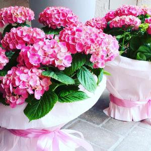 a bouquet of pink flowers in white buckets at Bike&Boat Argentario Hotel in Porto Santo Stefano