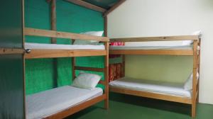 2 Etagenbetten in einem Zimmer mit grünen Wänden in der Unterkunft Daintree Crocodylus in Cow Bay