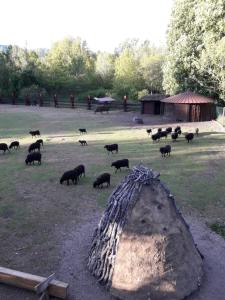 Zwierzęta in country house lub w pobliżu