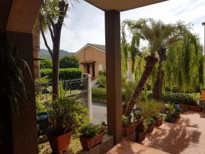 un patio con palmeras y plantas en Residence La Meridiana en San Bartolomeo al Mare
