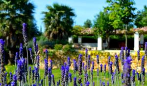Taman di luar Casa Vacanze Riposo Del Vento
