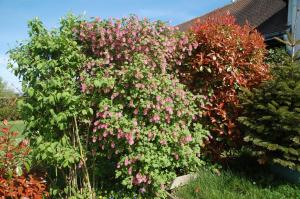 Ein Garten an der Unterkunft Gite Les Coquelicots