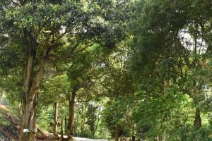 Taman di luar 巨缿民宿巨象民宿