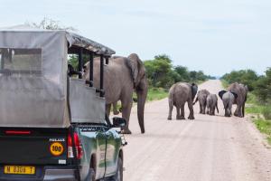 a herd of elephants walking down a road with a vehicle at Villa Mushara in Namutoni