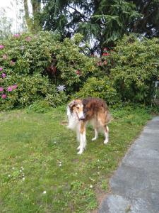 Swiss Borzoi House في Bellerive: كلب بني وبيضاء يقف في العشب