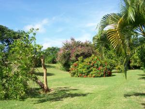 einen Garten mit Bäumen, Blumen und einer Palme in der Unterkunft Ocean View Montego Bay Apartment in Montego Bay